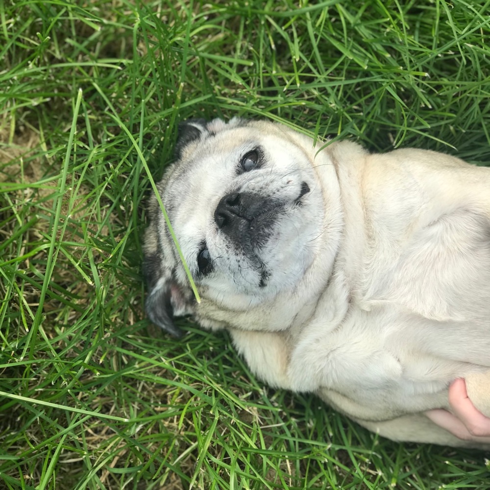 Meet your Posher, Anna